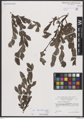 Foto von Salix breviserrata Flod.